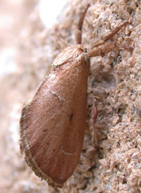 Purple-crested Slug
